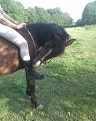fanny